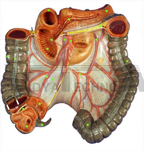 Torso Intestine: Ant. View